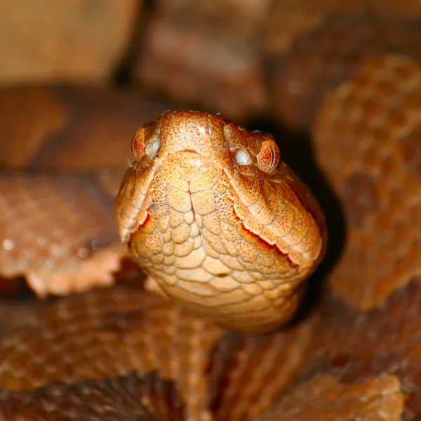 Медноголовая змея (Agkistrodon contortrix ) — стоковое фото
