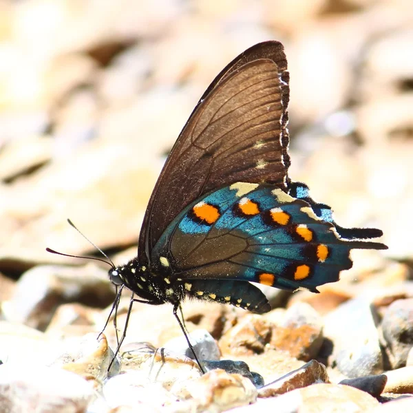 Pipevine Swallowtail (Battus philenor) — стокове фото