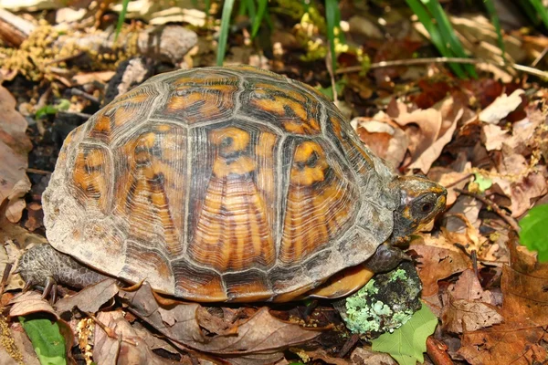 Caixa de tartaruga (Terrapene carolina ) — Fotografia de Stock