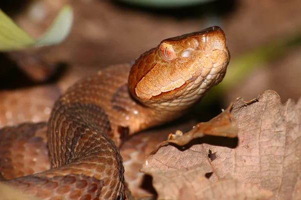 Cobra-de-cobre (Agkistrodon contortrix ) — Fotografia de Stock