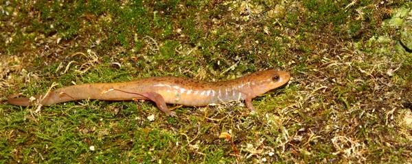 Темноватая саламандра (desmognathus conanti) — стоковое фото