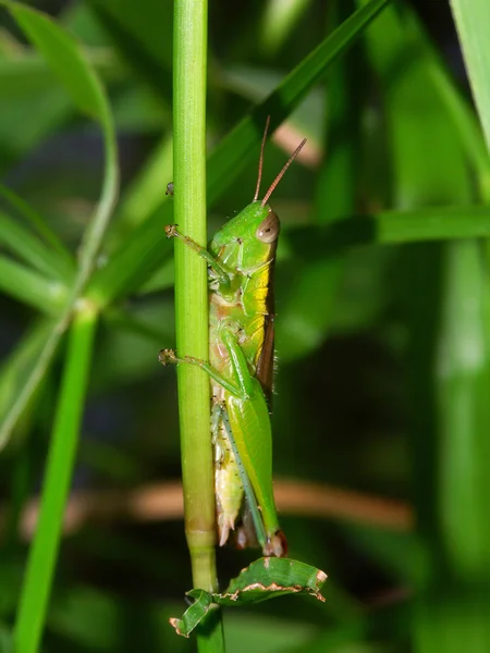 Green Grasshopper - Kuranda, Australia — Stock Photo, Image
