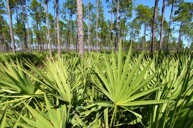 Saw Palmetto and Pine Flatwoods clipart
