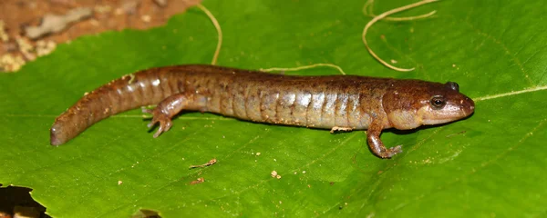 昏暗的蝾螈 (Desmognathus conanti) — 图库照片