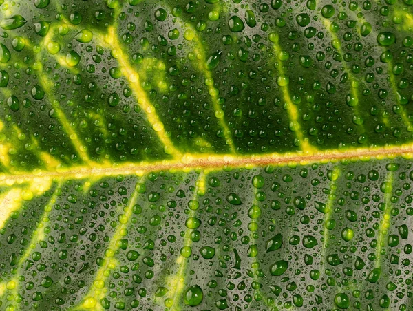 Textura da folha húmida — Fotografia de Stock