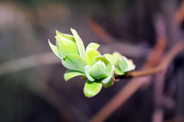 stock image Young fresh leaves of lilac