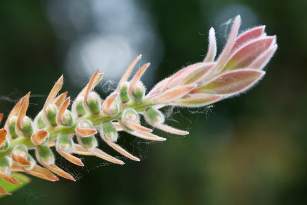 stock image Tropical flower