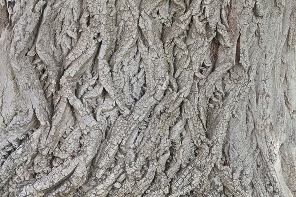 Bakgrunn med bark fra trær – stockfoto