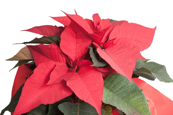 stock image Poinsettia