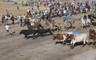 Bulls alanında