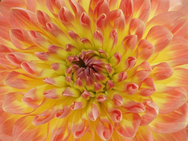 stock image Leafs og dahlia