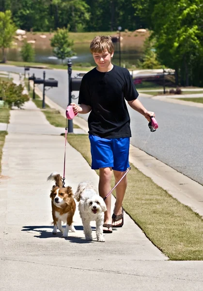 Çocuk yürüyüş köpekler — Stok fotoğraf