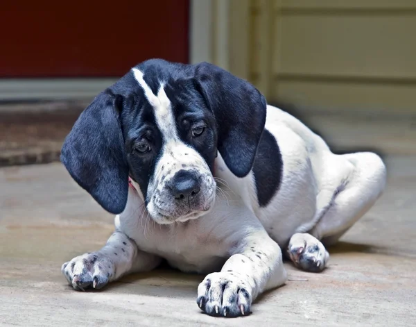 stock image Puppy on a Porch