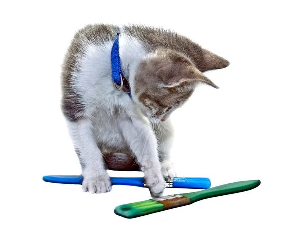 Kitten with Paint Brushes — Stock Photo, Image