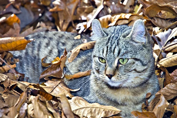 Kitten in Leaves — Stock Photo, Image