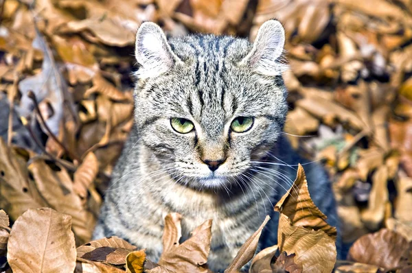 Kitten in Leaves — Stock Photo, Image