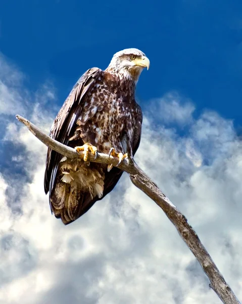 Stock image Juvenile Bald Eagle