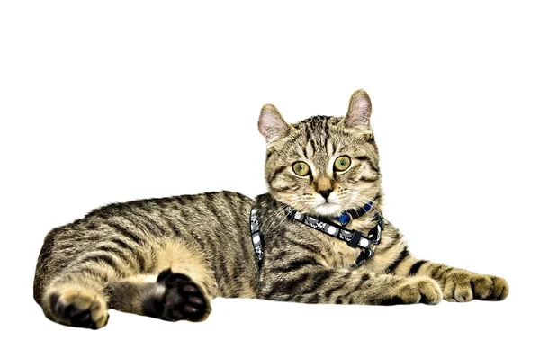 Şirin gri tekir kedi — Stok fotoğraf