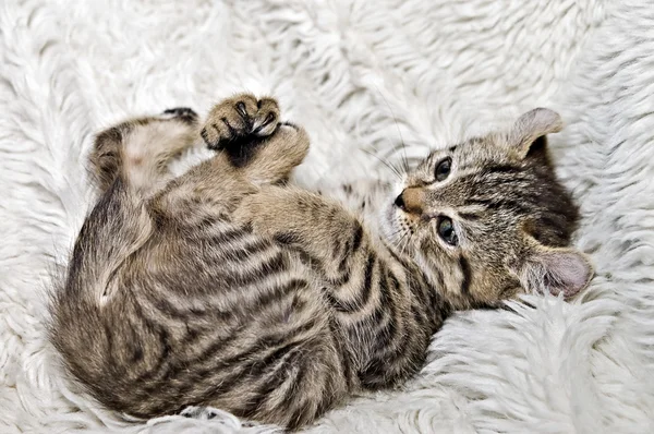 Котенок серой горной рыси — стоковое фото
