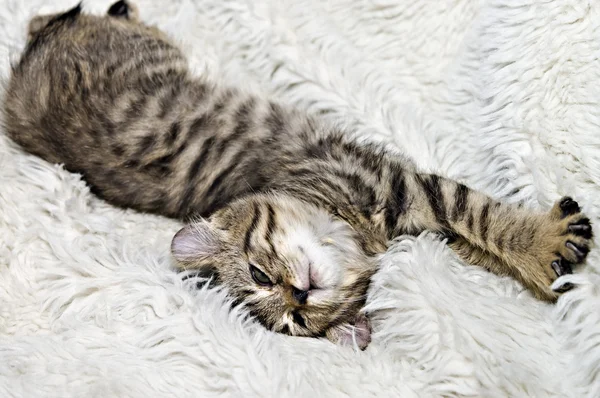 Comfortable Kitten — Stock Photo, Image