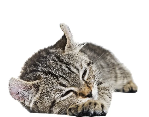 졸린 고양이 — 스톡 사진