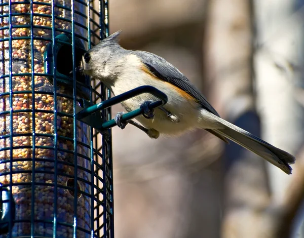 Topolino trapuntato a mangiatoia per uccelli — Foto Stock