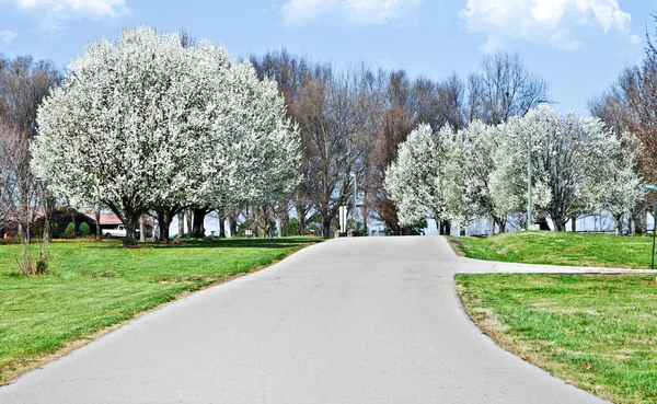 stock image Neighborhood in Spring