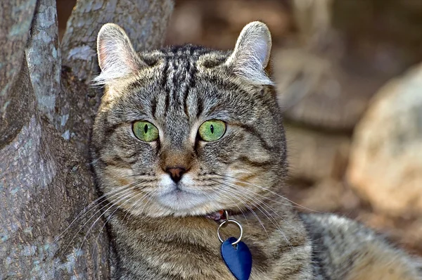 灰色的虎斑猫 — 图库照片