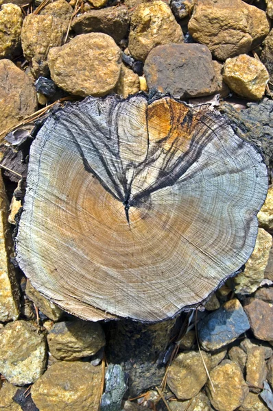 Tocón de árbol en rocas —  Fotos de Stock
