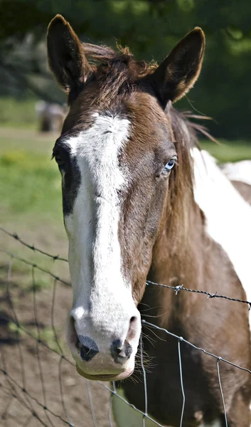 Blauäugiges Pferd — Stockfoto