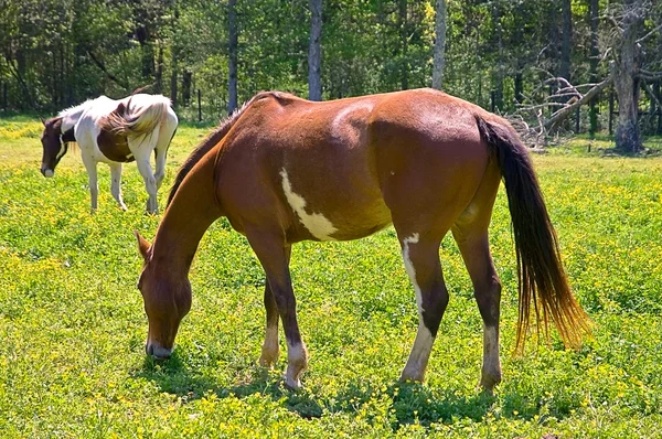 春季牧场中的马 — 图库照片