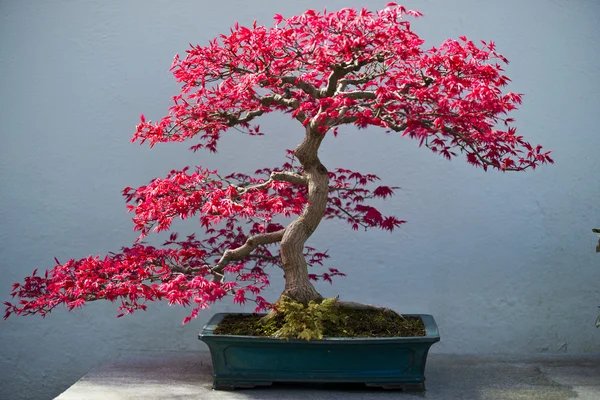 Bonzai