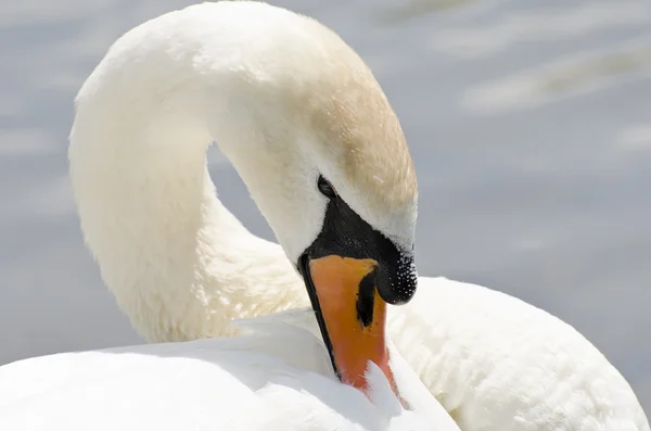 Cisne Branco — Fotografia de Stock