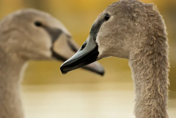 Cisnes fêmeas — Fotografia de Stock
