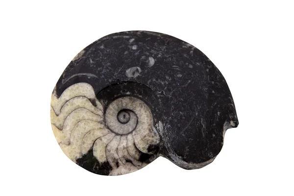 Ammoniták — Stock Fotó