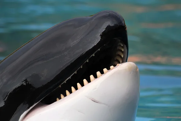 Orca whale — Stock Photo, Image