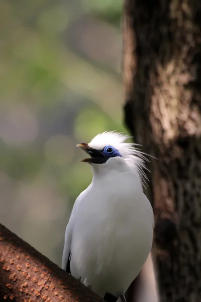 Fehér madár — Stock Fotó