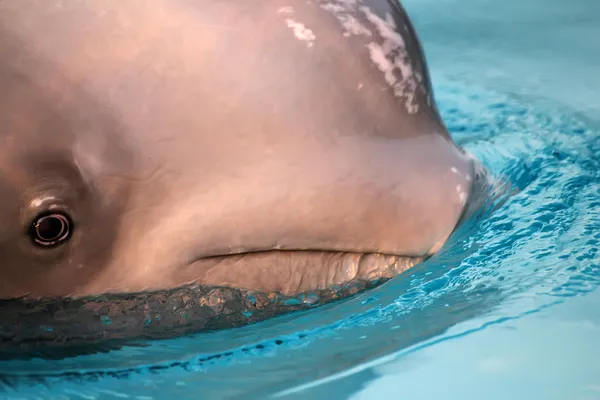 Φάλαινα Beluga — Φωτογραφία Αρχείου