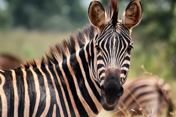 Zebra nel Parco Nazionale di Akagera in Ruanda — Foto Stock