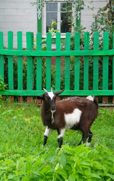 Коричневий будинку кози їдять траву біля огорожі — стокове фото