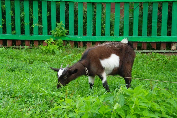Коричневий будинку кози їдять траву біля огорожі — стокове фото