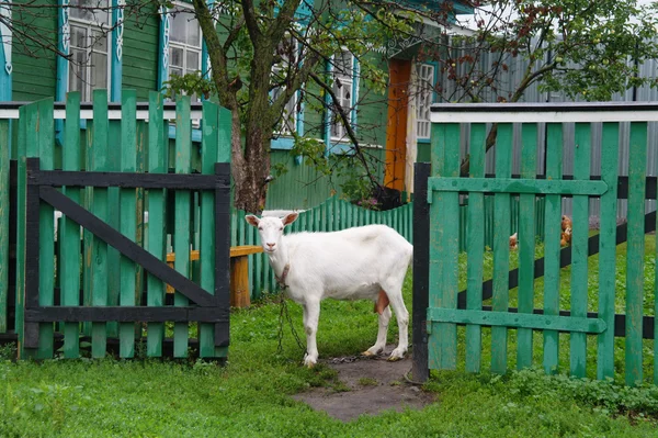 Біла коза додому біля паркану навпроти будинку — стокове фото