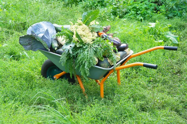 Colha verduras em um carrinho — Fotografia de Stock