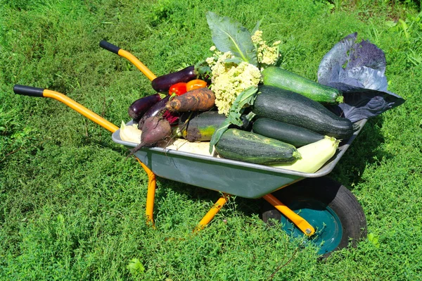 stock image Harvest vegetables on a trolley