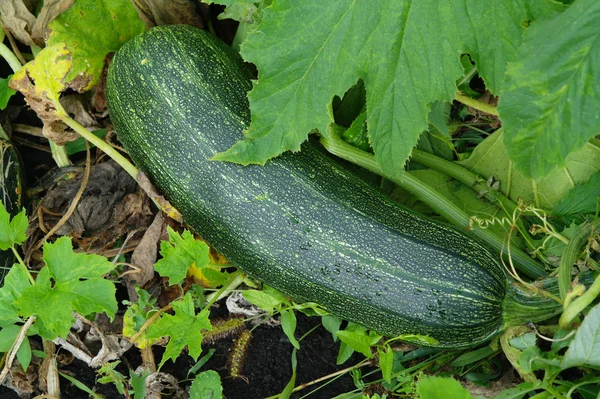 Zucchine in giardino — Foto Stock