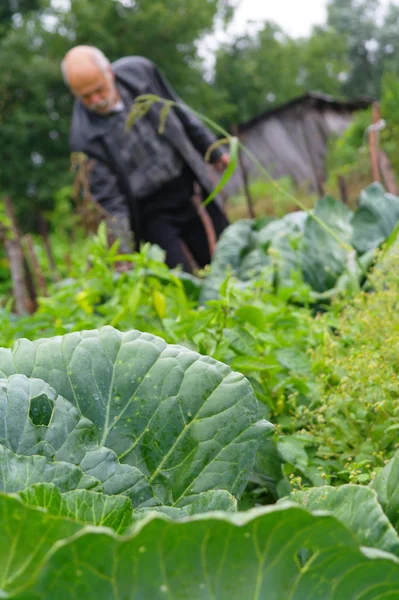 Пожилой человек в саду о выращивании капусты — стоковое фото