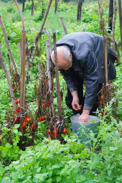 Un anciano en el jardín cosecha tomates — Foto de Stock