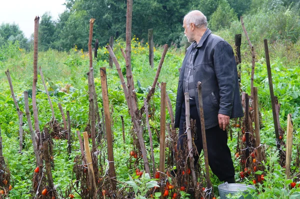 Um homem idoso no jardim colheitas de tomates — Fotografia de Stock