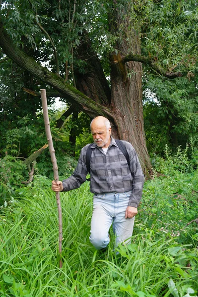 Yaşlı bir adam bir sırt çantası turist ile orman çalılıkları gider. — Stok fotoğraf