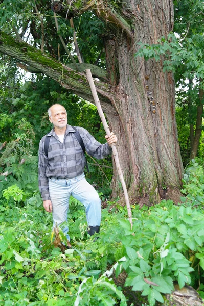 Пожилой человек с рюкзаком турист идет в заросли леса — стоковое фото